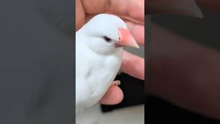 ティッシュが気になる👀 #文鳥