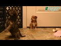 Shorkie dogs for sale: Archer  - Video 1
