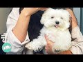 Pup Goes From Sad Cloud To Fluffy Ball Of Sunshine Cuddle Buddies