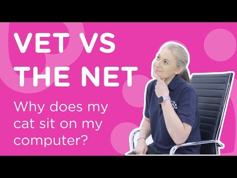 Why Does My Cat Sit On My Computer - Vet Vs The Net