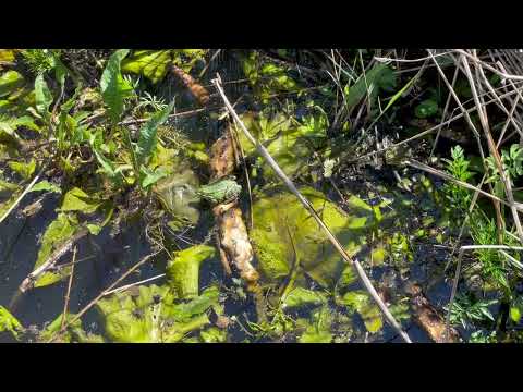 Urlaub in Deutschland | Ökourlaub| Bad Waldsee | Bad Buchau | Federsee | Naturschutzgebiet | UNESCO
