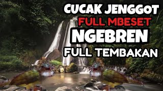 Download lagu Masteran Cucak Jenggot Gacor Full Mbeset kasar mp3
