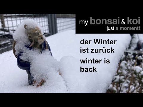 Bonsai - just a moment - der Winter ist zurück - winter is back