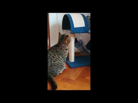 British Shorthair Cat Playing | Scratching Post