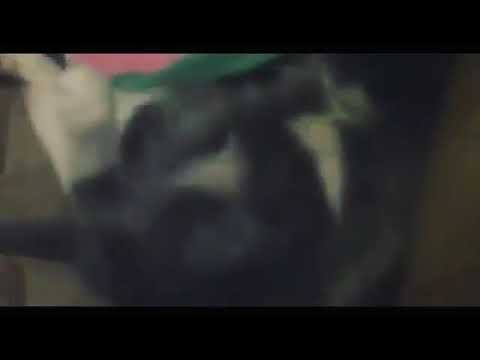 Cute Kittens Doing Funny Things 2021   Cutest Cats Video That Will Make You Laugh All Day Long 😂😹