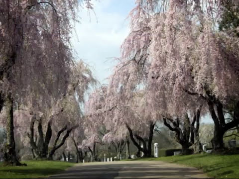 Todor Toader | În umblarea mea prin lume
