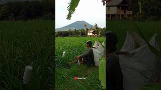 Download lagu Story Jawa Keren || Pemandangan sawah dan gunung #viral #petanimuda mp3