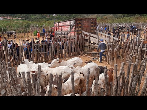 FEIRA DO GADO SÃO BENEDITO CEARÁ DIA 12/09/26