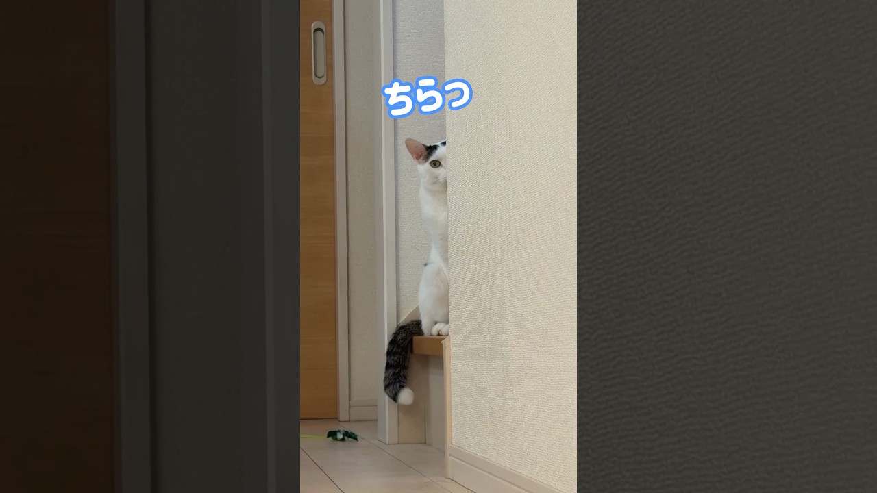 寂しがりな猫チロさんの行動が可愛過ぎましたw #shorts