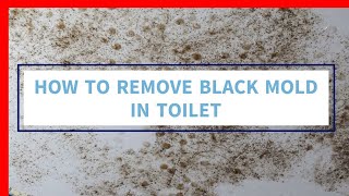 How to Remove Black Mold in Toilet  -  Proficient Plumbing & Heating