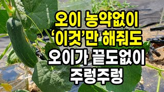 오이 농약없이 이것만 해줘도 오이가 끝도없이 주렁주렁