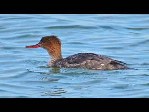 Mittelsägerweibchen am 08.04.2023 vor Hörnum auf Nahrungssuche