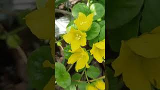 Creeping Jenny not so creepy after all  - #shorts