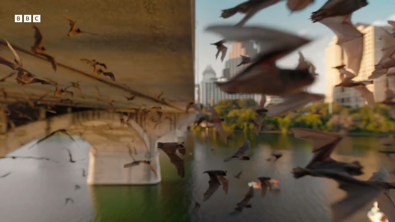 Official BBC Trailer