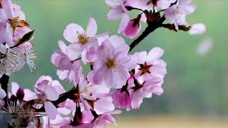 Download lagu Beautiful sunrise with blooming of flowers 💐🌸|Oddly Satisfying and Relaxing Nature video 2023|4K HD mp3 Download lagu Beautiful sunrise with blooming of flowers 💐🌸|Oddly Satisfying and Relaxing Nature video 2023|4K HD mp3