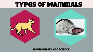 Types of Mammals