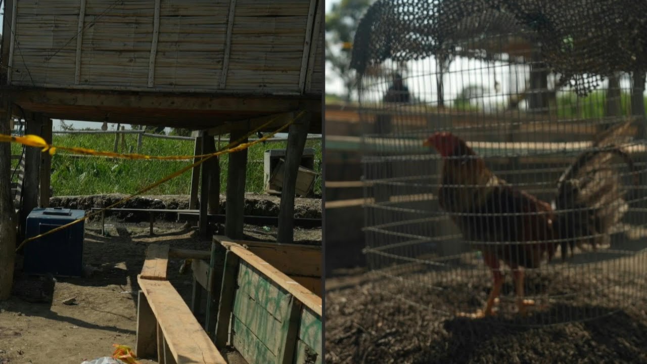 Sete mortos em novo massacre no Equador | AFP