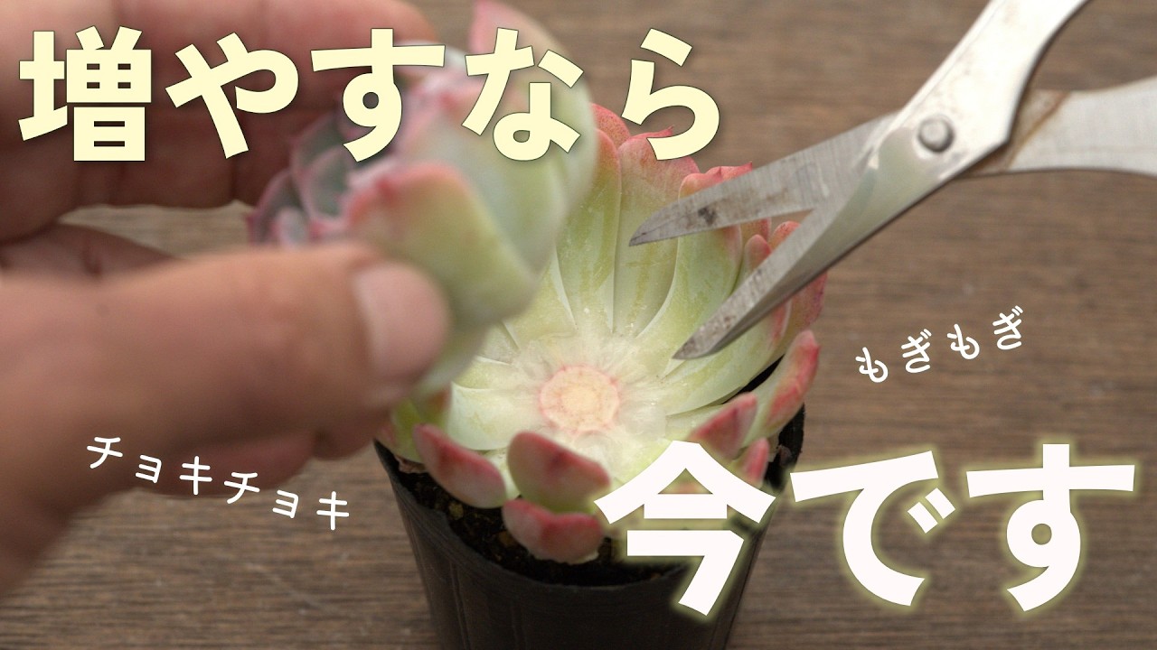 【ビックチャンス】あっという間に増えます。保険株。多肉植物