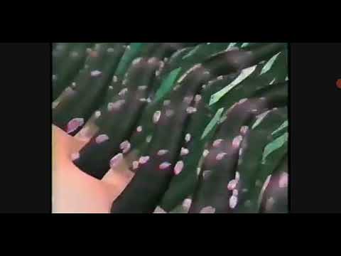 Sunsilk For Slow Growing Hair TV Commercial | 2002 15's