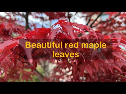 赤いもみじ 植物