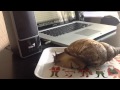 Улитку не обманешь ;D 