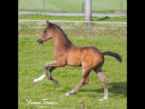 Narcos YT Don Olymbrio x Ampere x Florencio