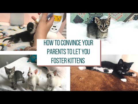 HOW TO CONVINCE YOUR PARENTS TO LET YOU FOSTER KITTENS || Coastal Kitten Care