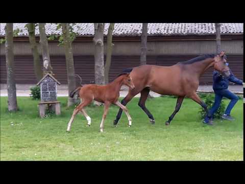 Fürst Belissaro x Lord of Loxley2