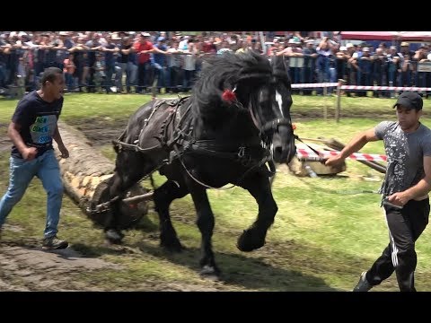 Concurs cu cai de tractiune   proba de simplu   Gilau, Cluj 8 Iunie 2019 Nou!!!