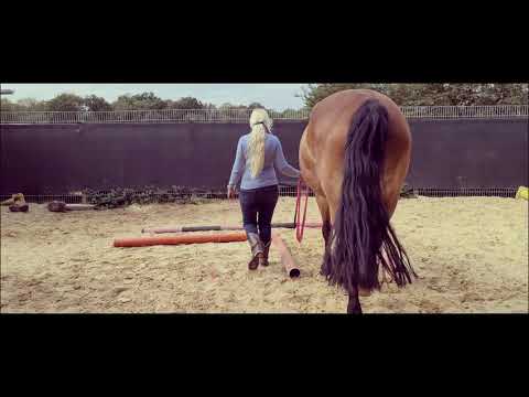 Stangen L, Stangen Training, Pferde gymnastizieren