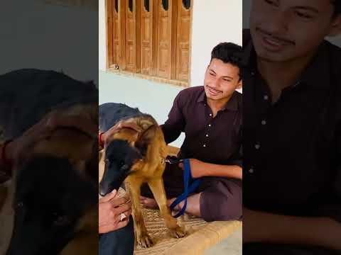 #viralworldwide #dog  #cute #gaming #goodvibes