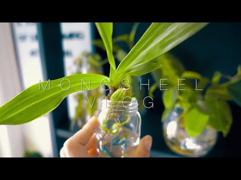 , title : '수경재배 미니 호접란, 카탈레야 영양제주기  How I fertilize Mini Orchids and Cattleya with Eng. Sub'