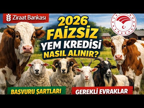 2026 Faizsiz Yem Kredisi Nasıl Alınır? Şartlar ve Başvuru Rehberi