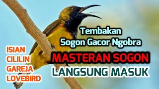 Download lagu sogon gacor ngobra tembakan rapat, MASTERAN SOGON ISIAN KENARI, CILILIN, LOVEBIRD, GEREJA mp3