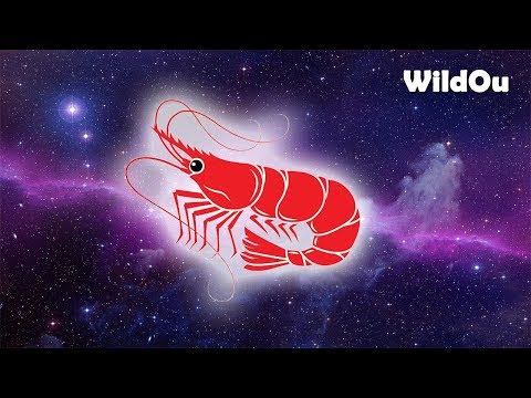 SHOOTING STARS SHRIMP MEME || Gamba Power