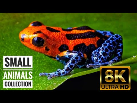 Cute baby animals collection in 8k ultra HD 60fps | small animals with relaxing music | 8k scenes