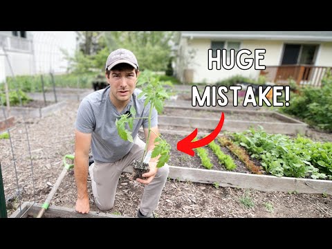 Don't Make This MISTAKE Planting Tomatoes Do THIS Instead!