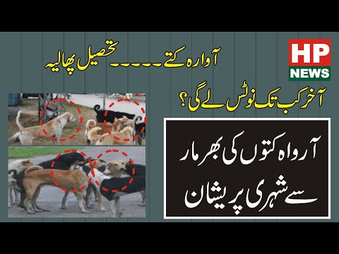 Thousands of stray dogs in villages, towns and cities of Phalia Tehsil became alarm bells