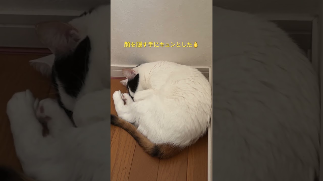 顔を隠して寝る💤お姿にキュン🫰#ねこ #cat #shorts