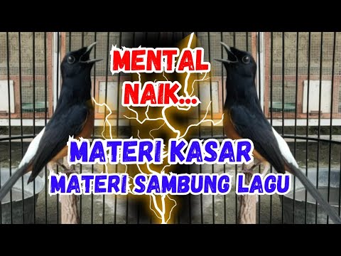 GACOR PARAH..!! Pancingan Murai Batu GACOR AMPUH menjadikan murai batu cepat gacor bunyi EMOSI