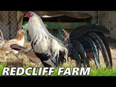 Beautiful Grey Adrian Francisco RedCliff Farm Georgia USA