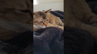 ふわふわだいすき #shorts