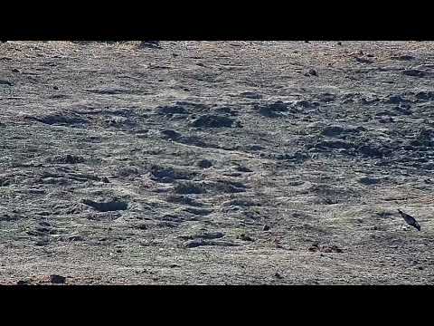 Djuma: Blacksmith Lapwing parent and chick - 07/20/19