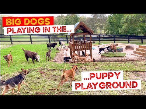 The Big Dogs come in for a Play in the Puppy Playground