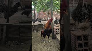 O garnizé mestiço Trovão está no quintal #shorts