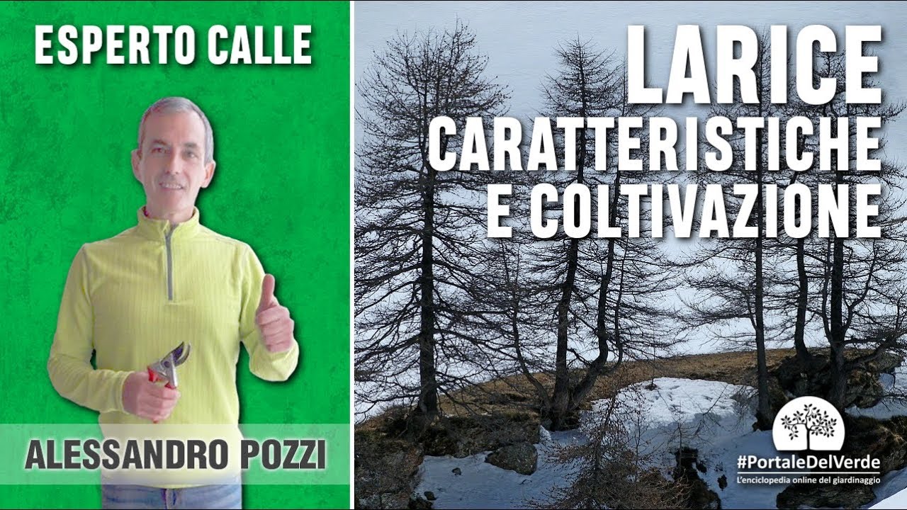 Alberi di montagna: caratteristiche del larice