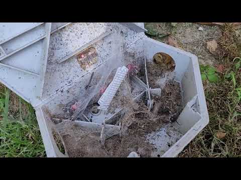 Black Widow Harboring in Our Bait Stations in Mantoloking, NJ