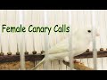 Female Canary calls for mating - Female Canary Singing | صدای قناری ماده مست
