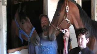 preview picture of video 'Island Heat Harness Race Horse - Meeting Holly Hoops at Hazel Park Raceway'