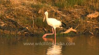 Asian Openbill Stork (Anastomus oscitans), a large wading bird